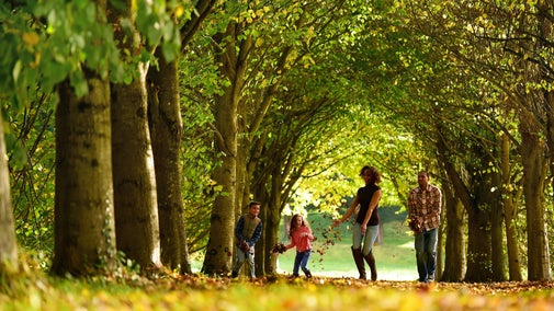 Family walking through lime tree walk